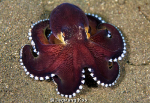 Coconut Octopus by Jagwang Koo 